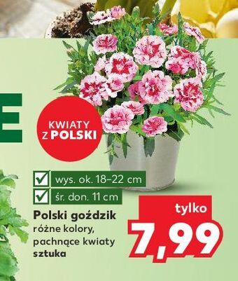 Kaufland Goździki oferta