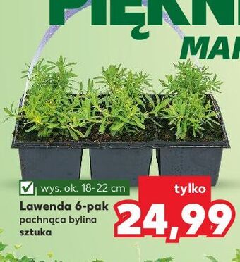 Kaufland Lawenda oferta