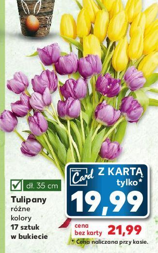 Kaufland Tulipany 35 cm oferta