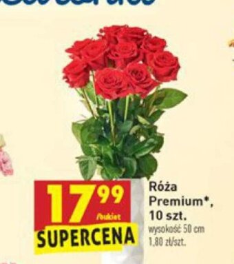 Biedronka Róża Premium 10szt. oferta