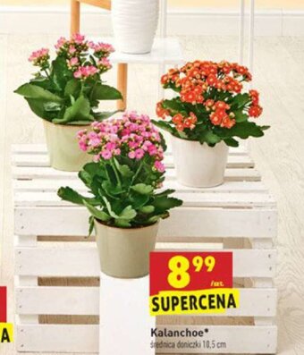 Biedronka Kalanchoe oferta