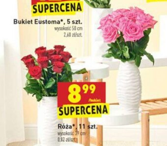 Biedronka Róża 11szt. oferta