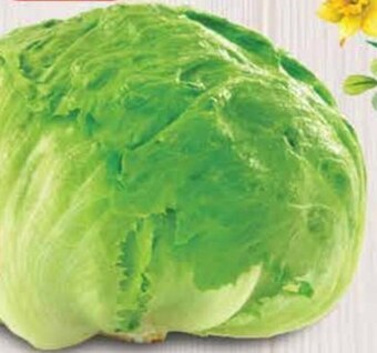 Dino Sałata lodowa oferta