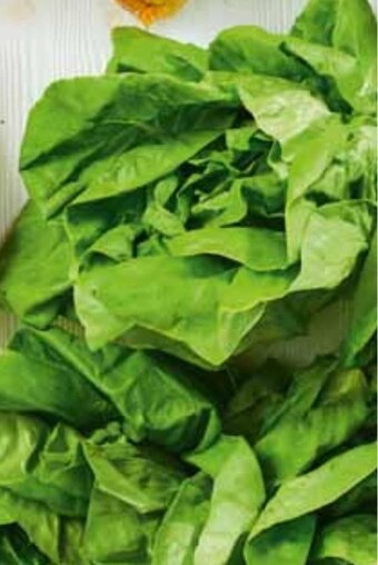 Stokrotka Sałata masłowa oferta