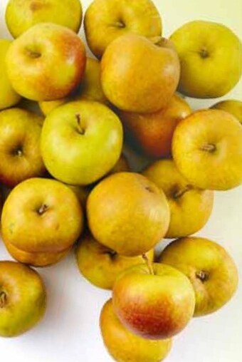 Stokrotka Jabłka oferta