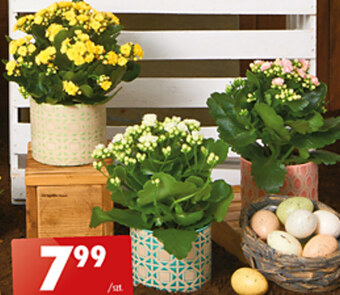 Biedronka Kalanchoe oferta