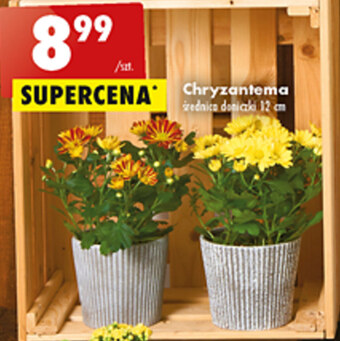 Biedronka Chryzantema oferta