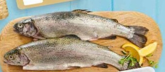 Stokrotka Pstrąg tęczowy mirko oferta