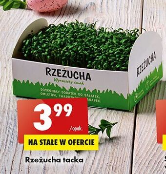 Biedronka Rzeżucha oferta