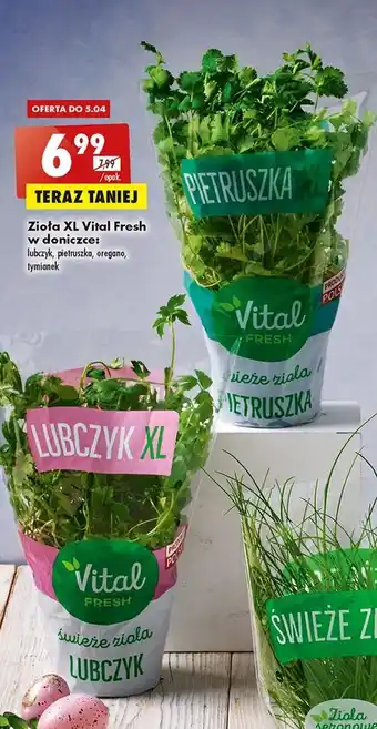 Biedronka Tymianek vital fresh oferta