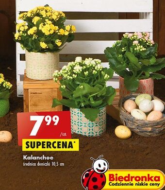 Biedronka Kalanchoe 10.5 cm oferta