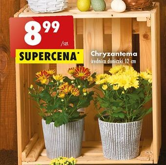 Biedronka Chryzantema 12 cm oferta