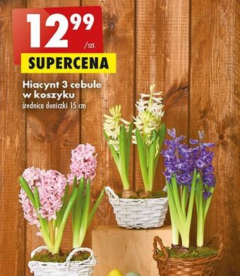 Biedronka Hiacynt 3 cebule oferta