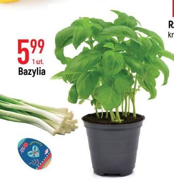 E.Leclerc Bazylia oferta