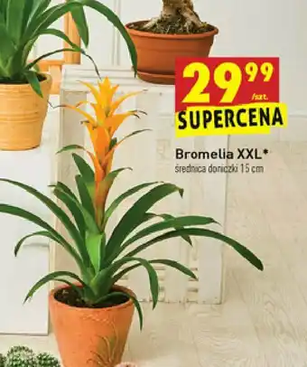 Biedronka Bromelia don. 15 cm 1 SZT oferta