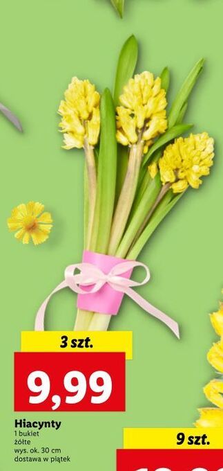 Lidl Hiacynt oferta