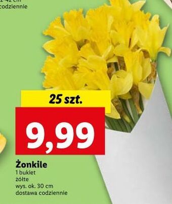 Lidl Żonkile oferta