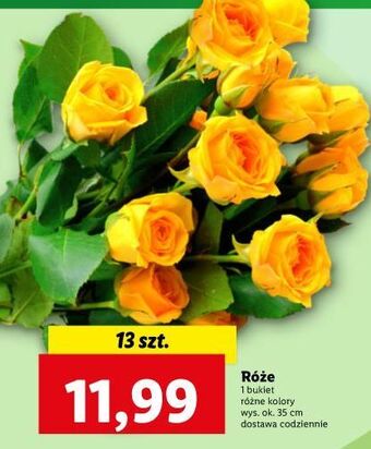 Lidl Róże 35 cm oferta