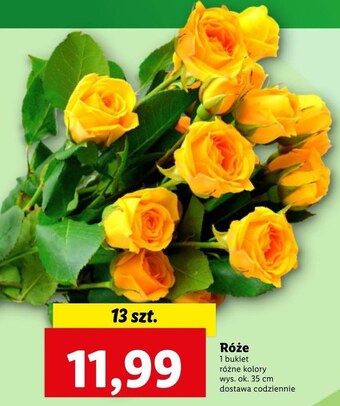 Lidl Róża oferta