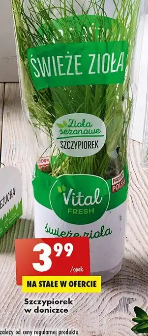 Biedronka Szczypiorek oferta