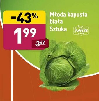 Młoda kapusta biała