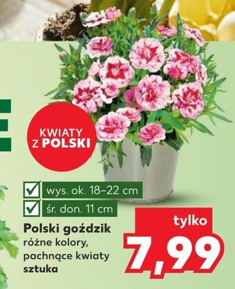 Kaufland Goździk oferta
