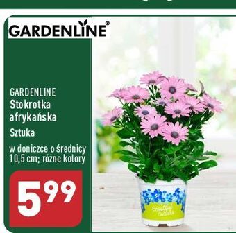 ALDI Stokrotka afrykańska don. 10.5 cm garden line oferta