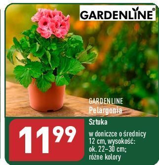 ALDI Pelargonia don. 12 cm garden line oferta