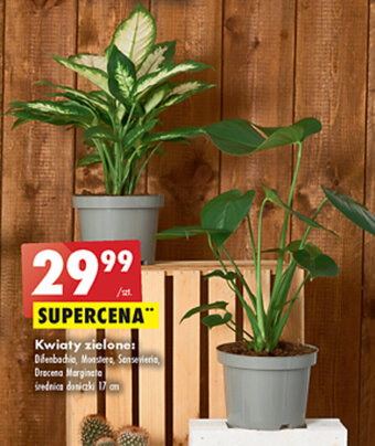 Biedronka Kwiaty zielone oferta