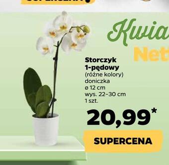 Netto Storczyk 1-pędowy oferta