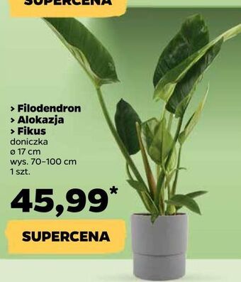 Netto Fikus oferta