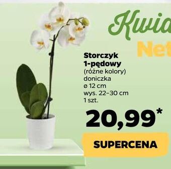 Netto Storczyk 1-pędowy don. 12 cm oferta