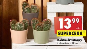 Biedronka Kaktus don. 10.5 cm oferta