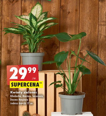 Biedronka Kwiaty zielone oferta