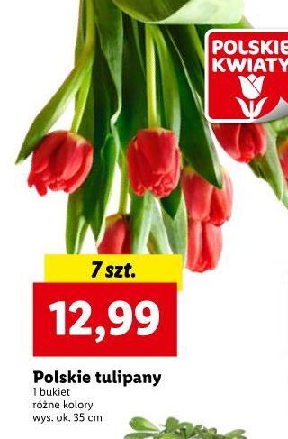 Lidl Tulipany oferta