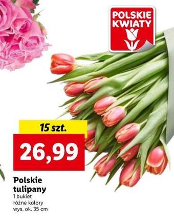 Lidl Tulipany oferta