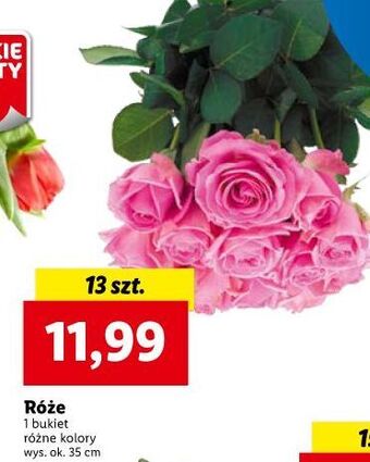 Lidl Róże oferta