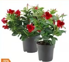 OBI Dipladenia oferta