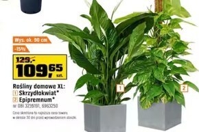 OBI Roślina doniczkowa oferta