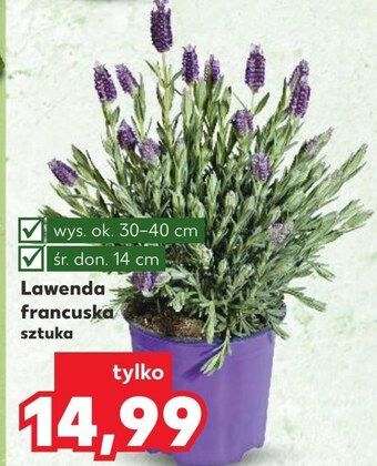 Kaufland Lawenda oferta