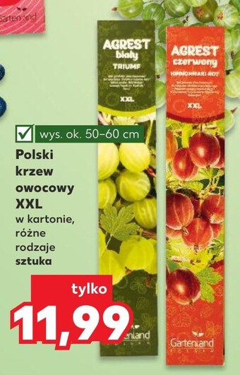 Kaufland Krzew owocowy oferta