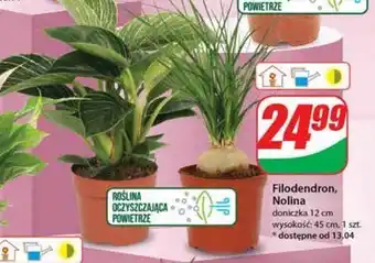 Dino Filodendron don. 12 cm oferta