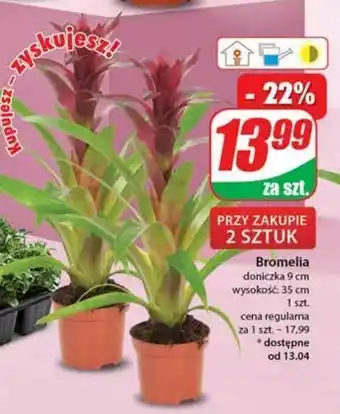 Dino Bromelia 9 cm oferta