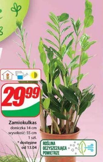 Zamiokulkas