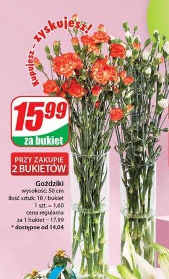 Dino Goździki 50 cm oferta
