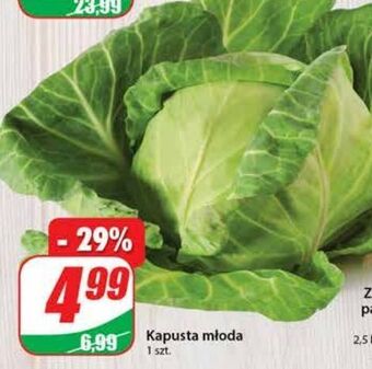 Dino Kapusta młoda oferta