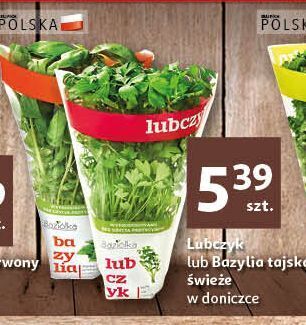 Auchan Bazylia baziółka oferta