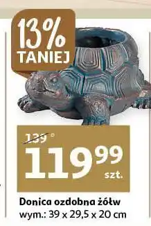 Auchan Donica żółw oferta