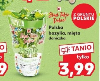 Kaufland Polska bazylia, mięta oferta