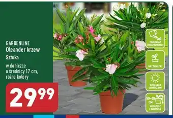 ALDI Oleander 50-60 cm śr 17 garden line oferta